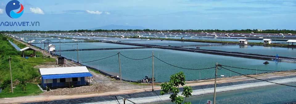 cách nuôi tôm nhanh lớn