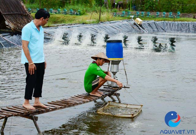 than hoạt tính trong nuôi tôm