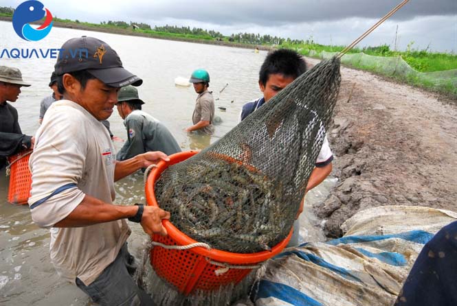 than hoạt tính trong nuôi tôm