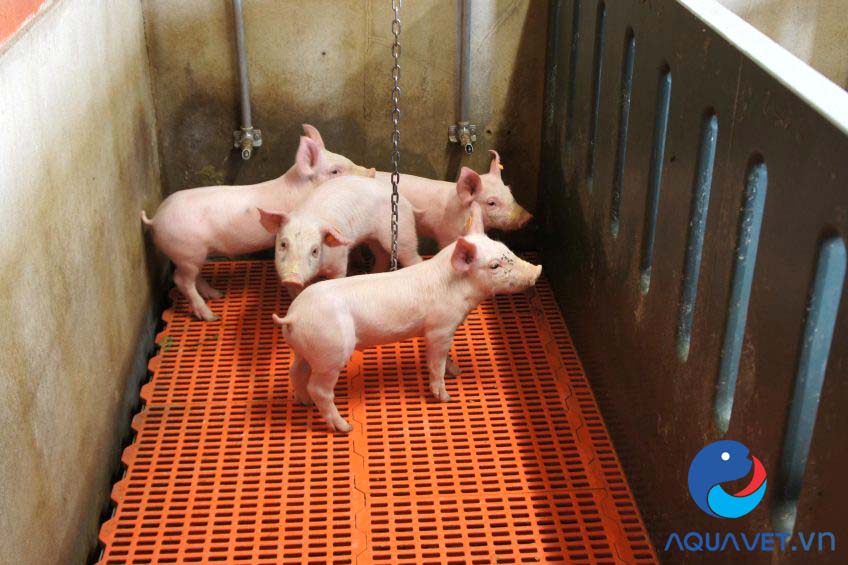 thuốc sát trùng chuồng trại