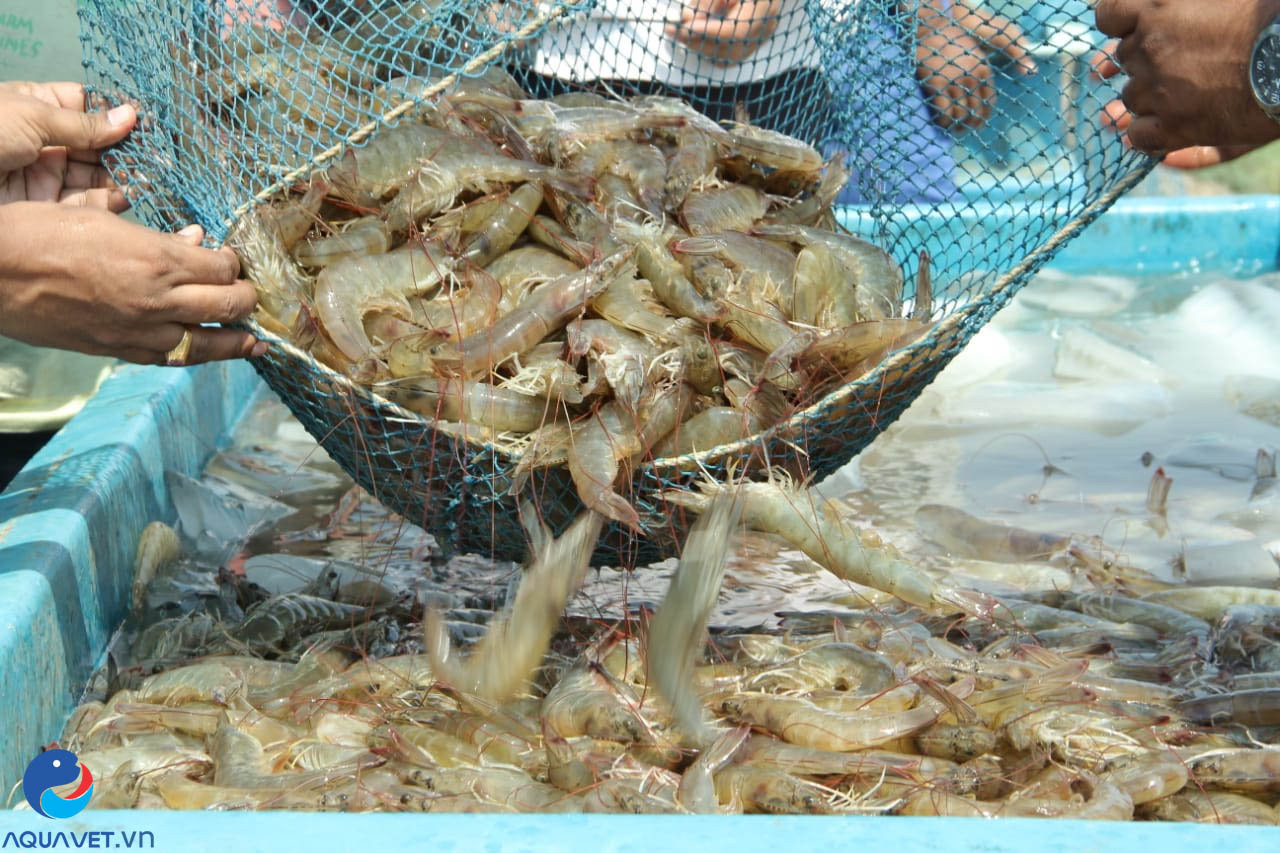 khoáng đa vi lượng cho tôm
