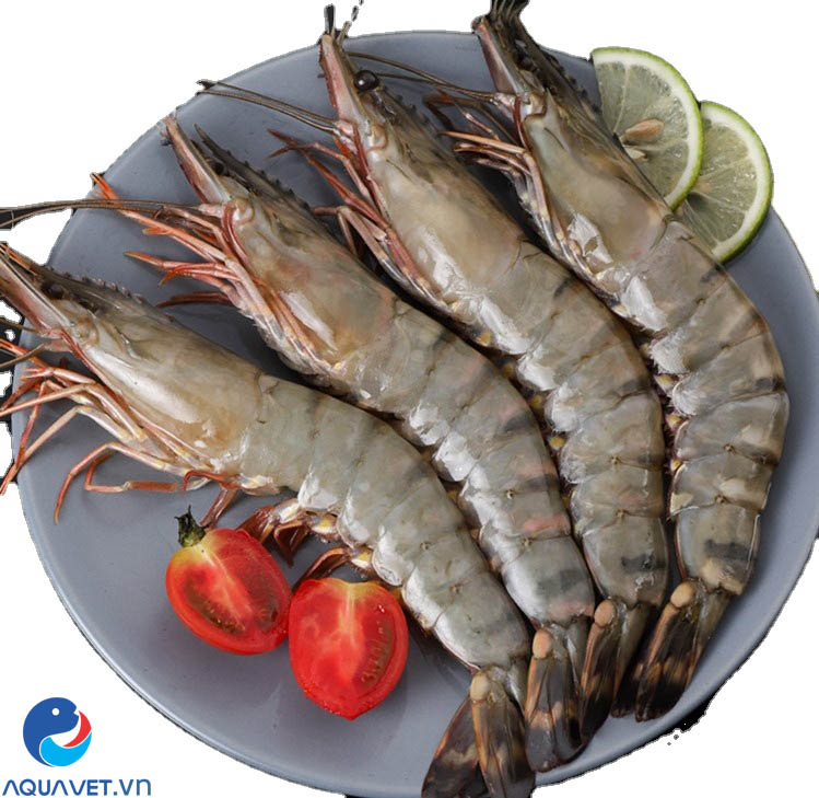 khoáng đa vi lượng cho tôm