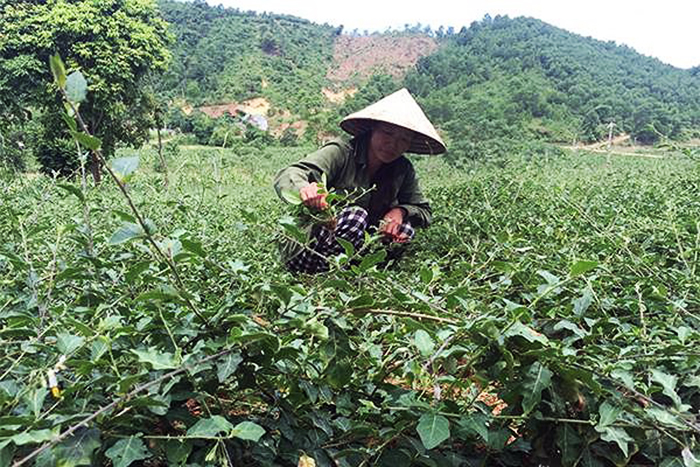 thảo dược nuôi tôm, nuôi tôm thảo dược, nuôi tôm Nghệ An, mô hình nuôi tôm
