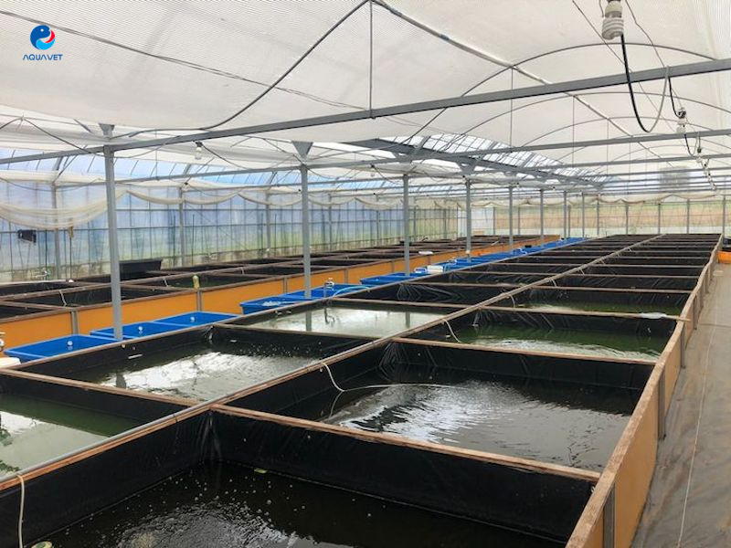 Ưu điểm và tiềm năng của mô hình nuôi tôm trong nhà