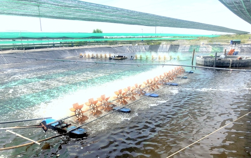 Đối tượng sử dụng cao khô xuyên tâm liên trong nuôi trồng thủy sản
