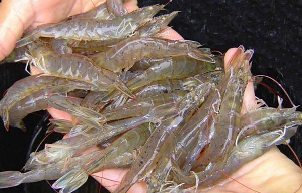 Tác hại của nước đục đối với ao tôm