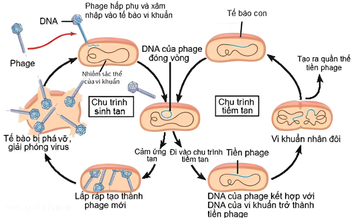 Hình 2: Chu trình sinh tan và tiềm tan của phage