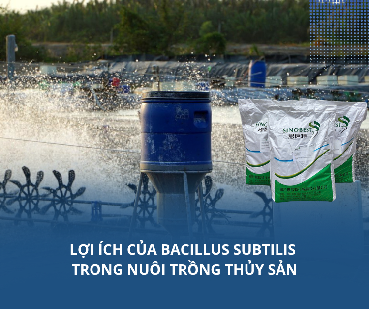 Lợi ích của Bacillus Subtilis trong nuôi trồng thủy sản
