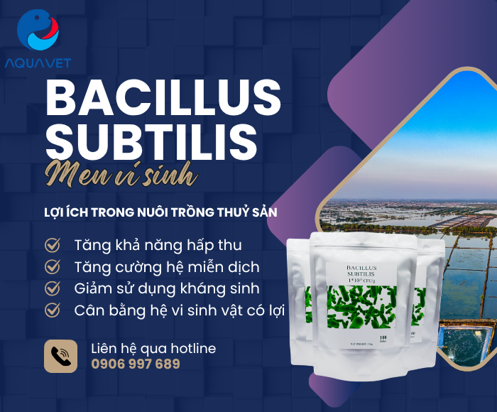 Tối ưu hiệu quả với men vi sinh Bacillus Subtilis