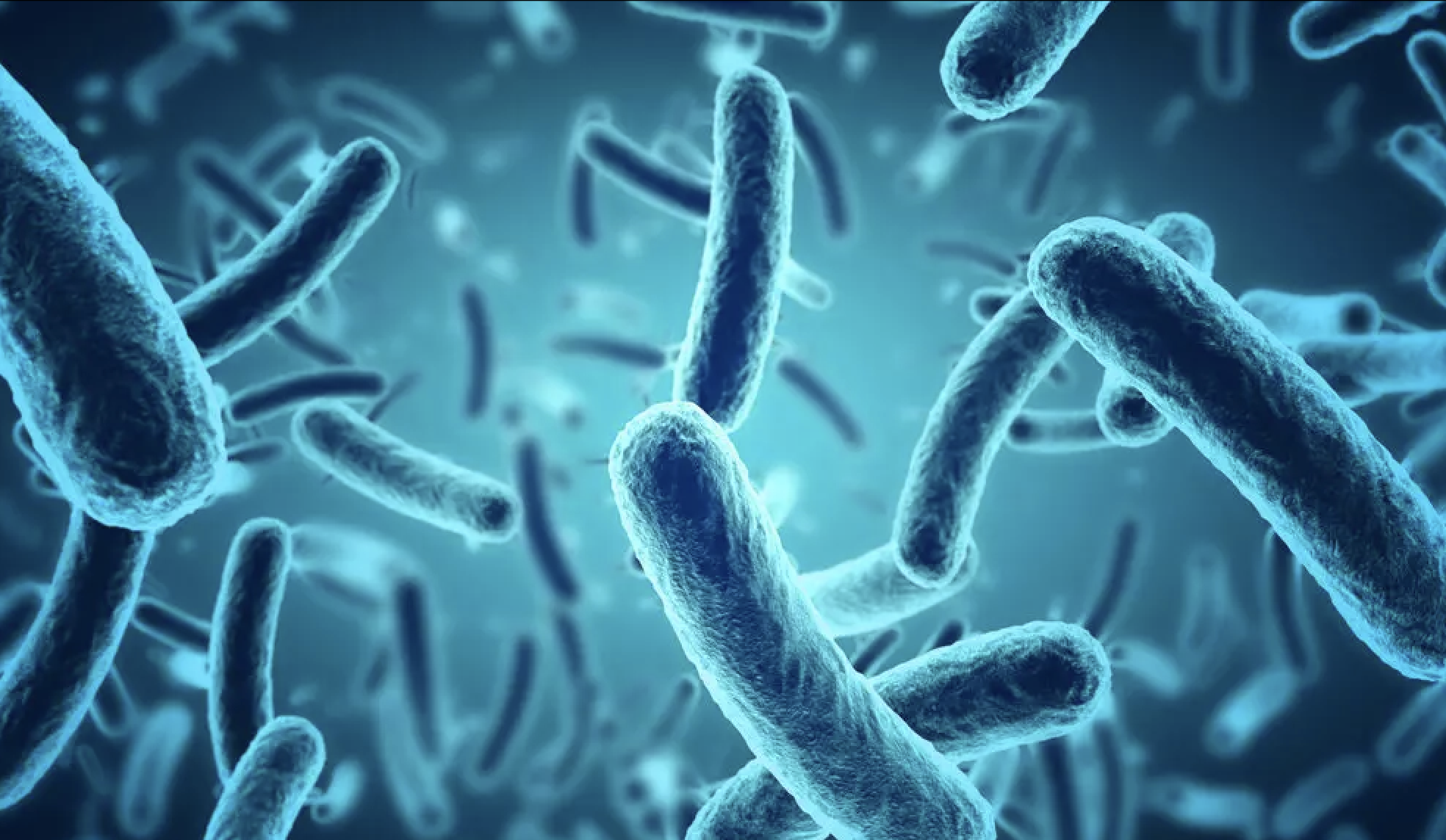 Lợi ích của Bacillus subtilis đối với các loài thủy sản