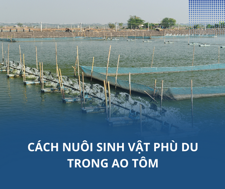 Cách nuôi sinh vật phù du trong ao tôm