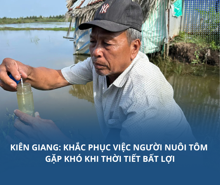 Kiên Giang: Khắc phục việc người nuôi tôm gặp khó khi thời tiết bất lợi