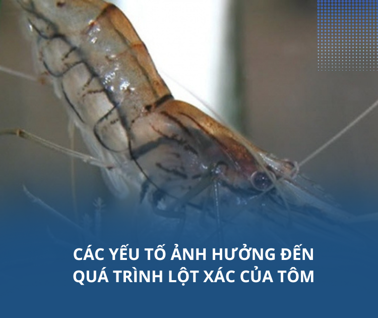 Các yếu tố ảnh hưởng đến quá trình lột xác của tôm