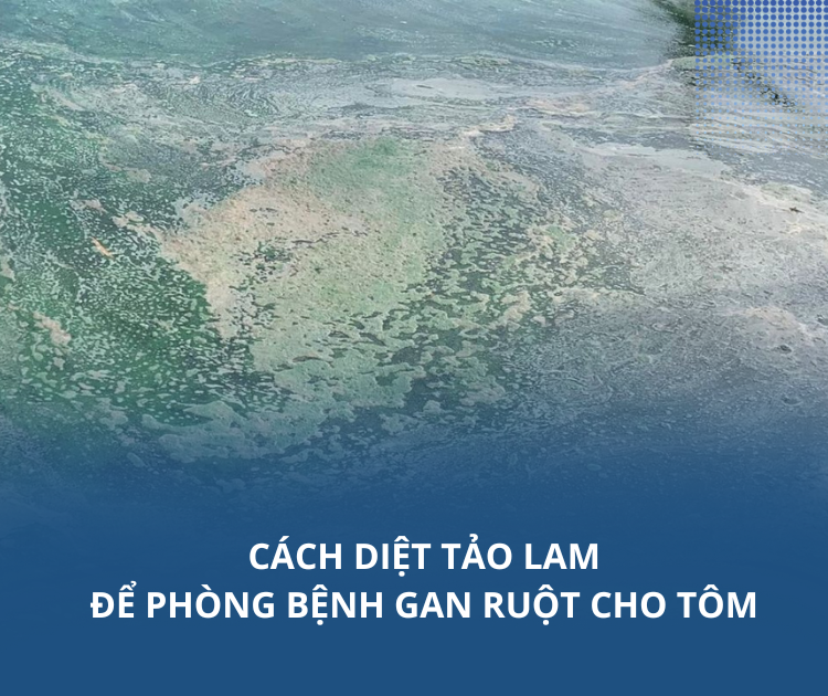 Cách diệt tảo lam để phòng bệnh gan ruột cho tôm