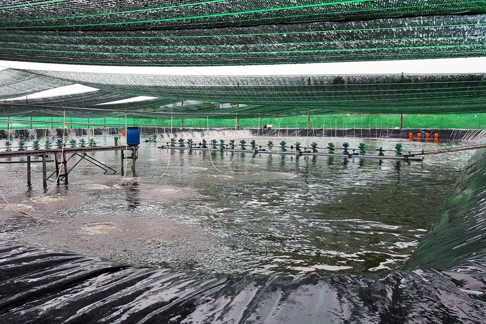 Chăm sóc sang chuyển tôm