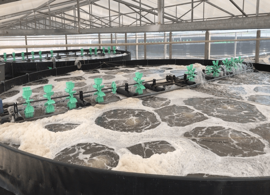 Chuẩn bị trước khi sang chuyển tôm