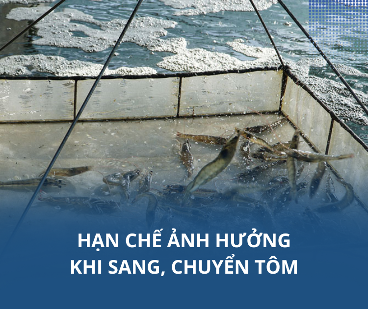 Hạn chế ảnh hưởng khi sang, chuyển tôm
