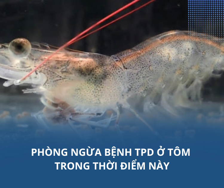Phòng ngừa bệnh TPD ở tôm trong thời điểm này
