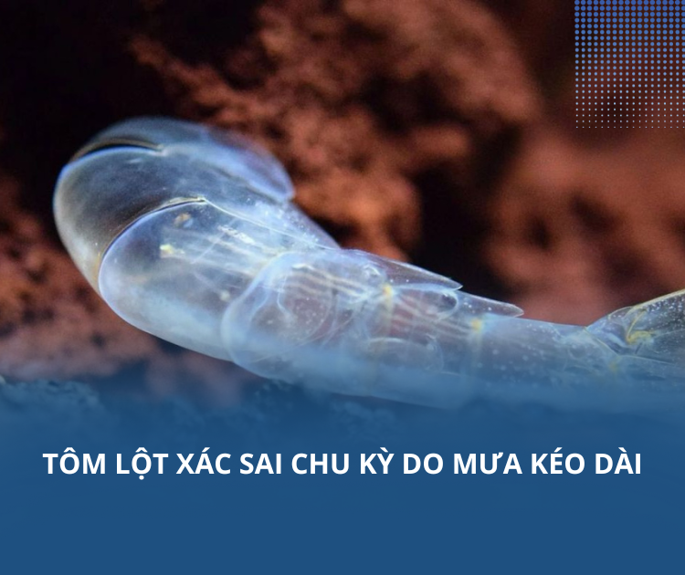 Tôm lột xác sai chu kỳ do mưa kéo dài