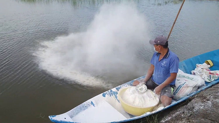 Cách xử lý ao tôm nhiễm phèn hiệu quả