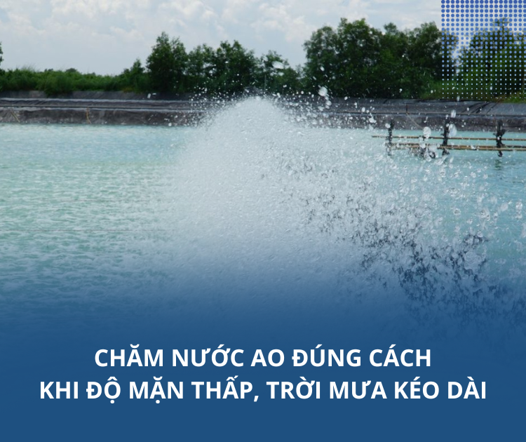 Chăm nước ao đúng cách