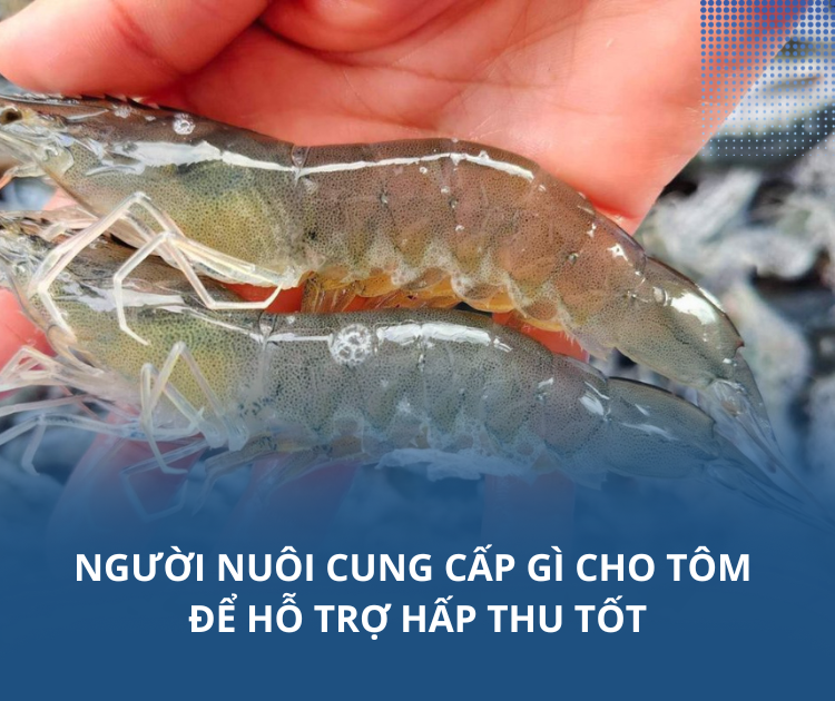 Người nuôi cung cấp gì cho tôm để hỗ trợ hấp thu tốt