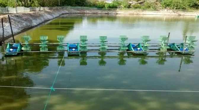 Tác hại của hiện tượng tảo nở hoa