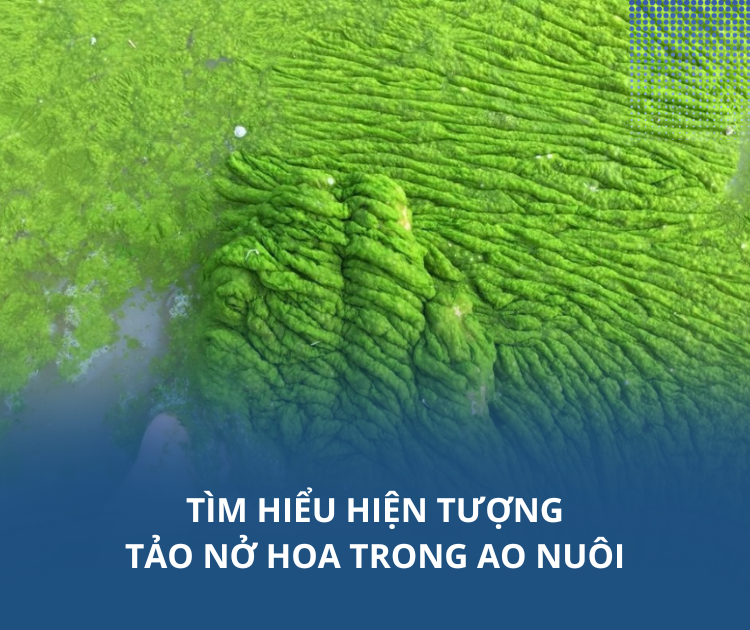 Tảo nở hoa trong ao nuôi