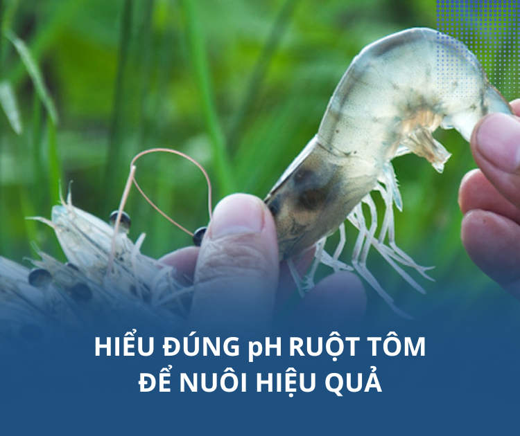 Hiểu đúng pH ruột tôm để nuôi hiệu quả