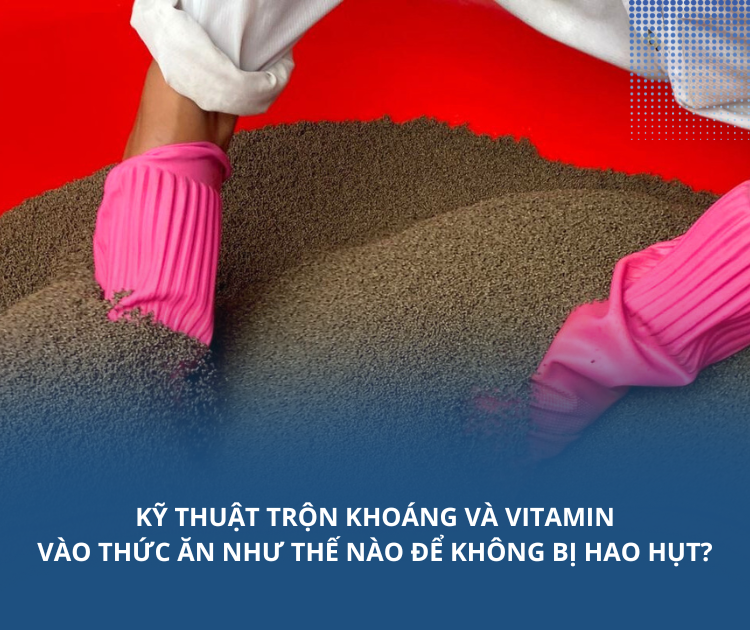 Kỹ thuật khoáng và vitamin vào thức ăn như thế nào để không bị hao hụt