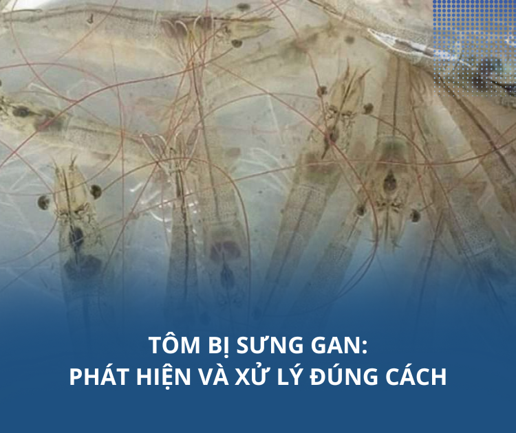 Tôm bị sưng gan: Phát hiện và xử lý đúng cách