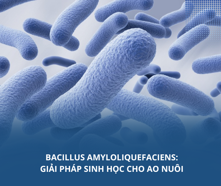 Bacillus amyloliquefaciens: Giải pháp sinh học cho ao nuôi