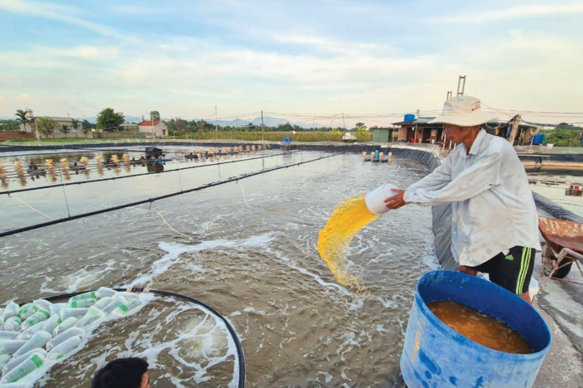 Bacillus amyloliquefaciens: Những đặc tính nổi bật