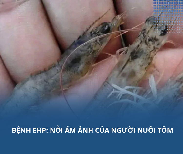 Bệnh EHP: Nỗi ám ảnh của người nuôi tôm