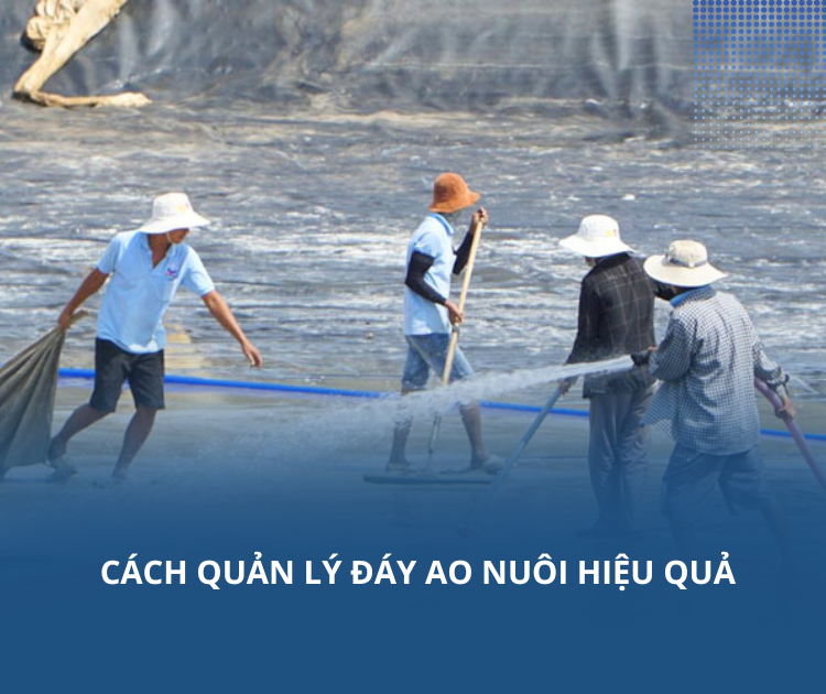 Cách quản lý đáy ao nuôi hiệu quả