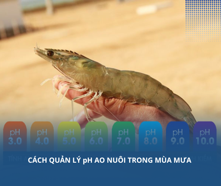 Cách quản lý pH ao nuôi trong mùa mưa