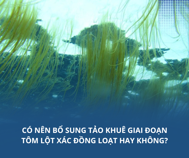 Có nên bổ sung tảo khuê giai đoạn tôm lột xác đồng loạt hay không?