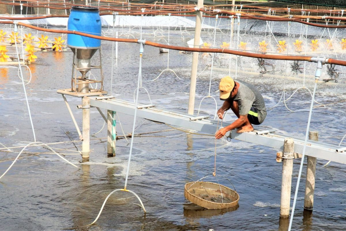 Hiểm họa tiềm ẩn gây sốc tôm