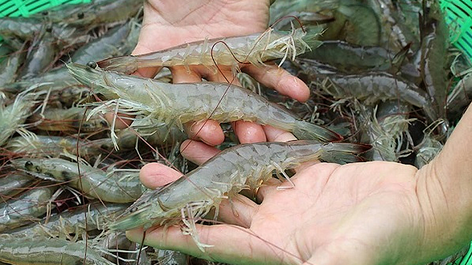 Biện pháp chống sốc tôm hiệu quả