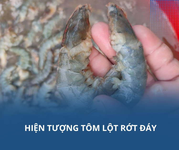 hiện tượng tôm lột rớt đáy