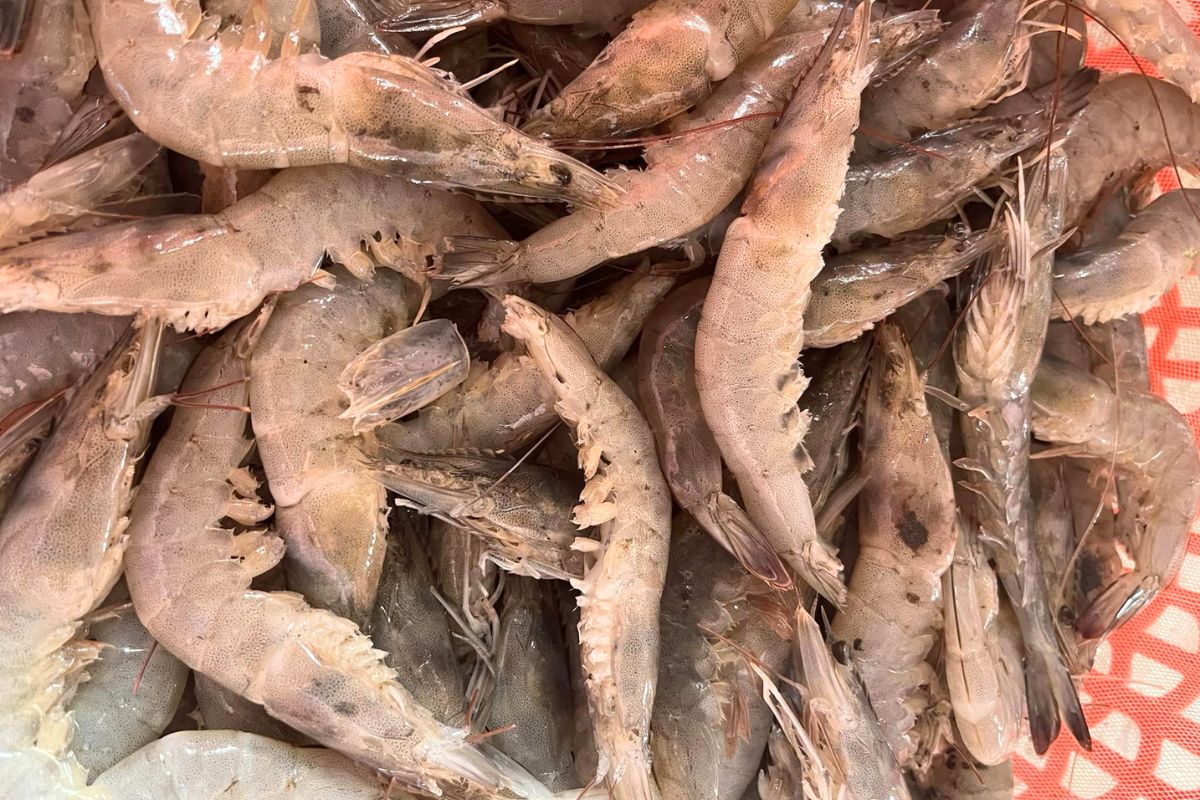 Nguyên nhân tôm lột rớt đáy