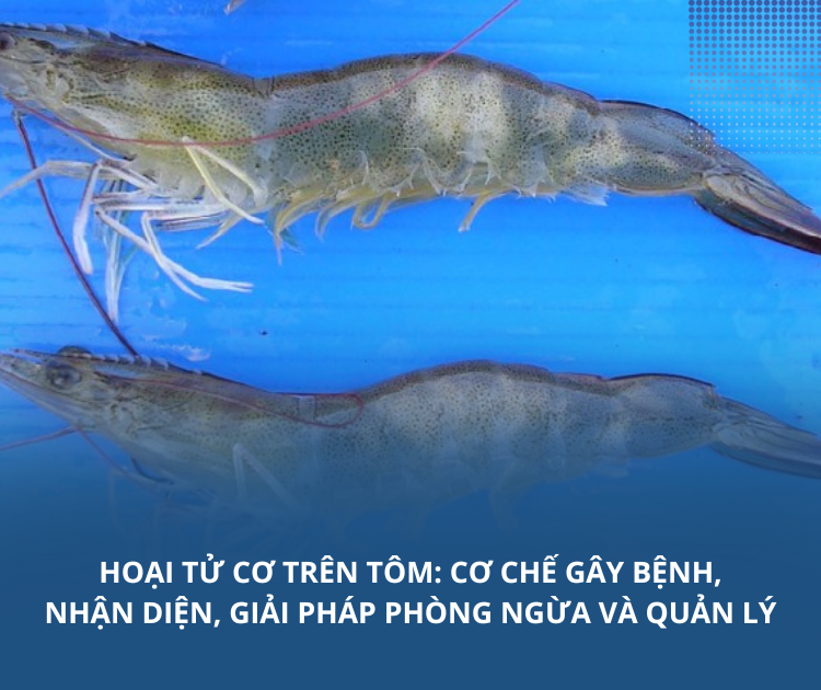 Hoại tử cơ trên tôm: Cơ chế gây bệnh, nhận diện, giải pháp phòng ngừa và quản lý