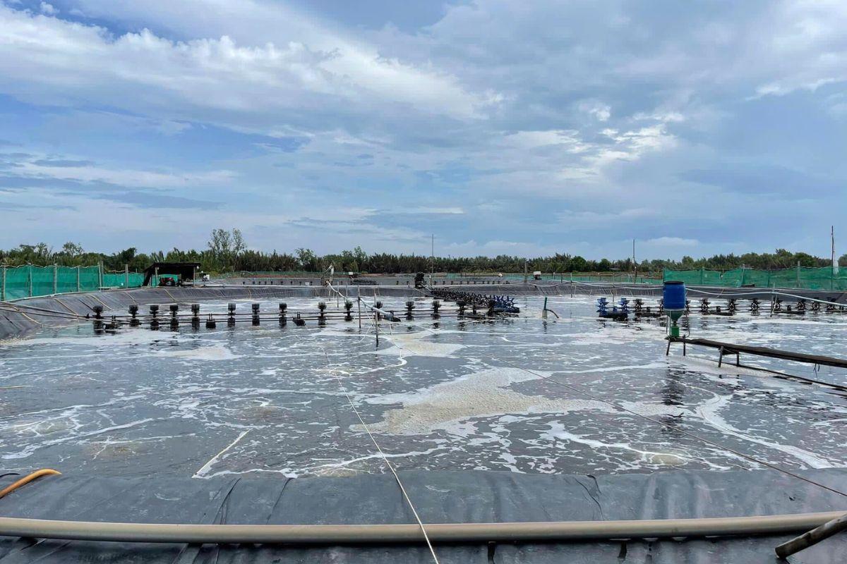 Giải pháp phòng ngừa và quản lý tích hợp cho bệnh hoại tử cơ trên tôm
