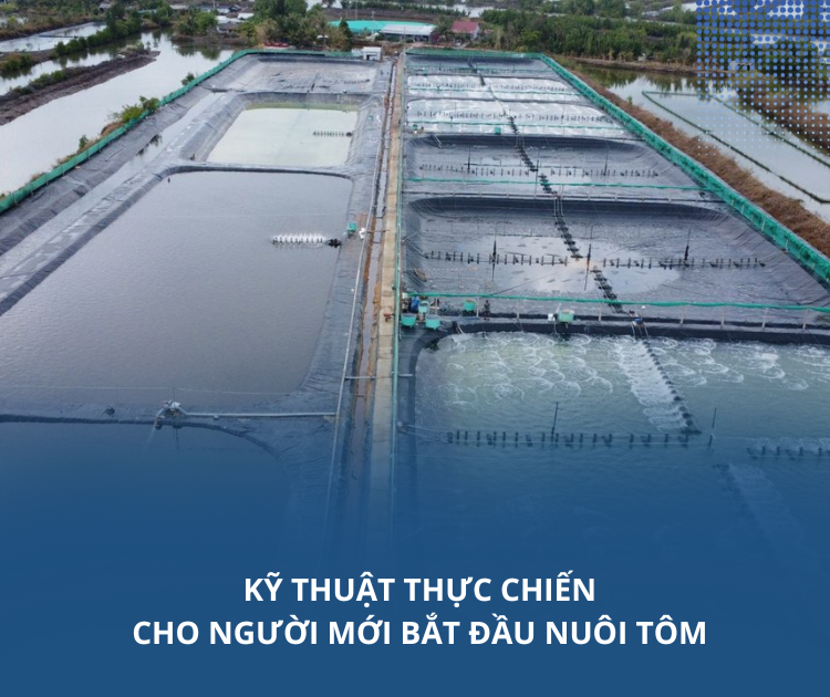 Kỹ thuật thực chiến cho người mới bắt đầu nuôi tôm