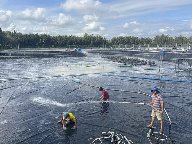 Kỹ thuật cho người mới bắt đầu nuôi tôm: Giai đoạn chuẩn bị
