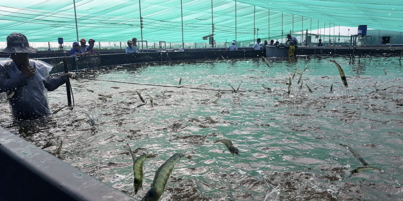 Kỹ thuật thực chiến cho người mới bắt đầu nuôi tôm: Vụ thu hoạch và lưu ý tài chính 