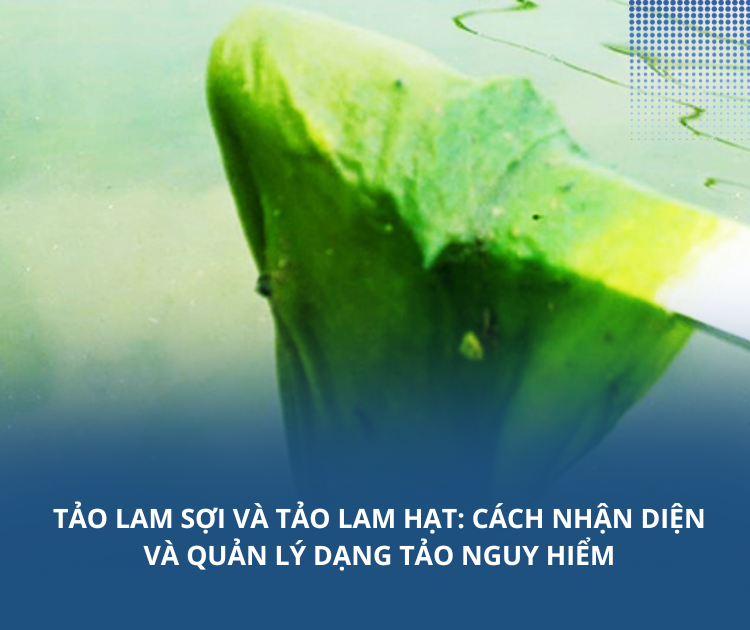 Tảo lam sợi và tảo lam hạt: Cách nhận diện và quản lý dạng tảo nguy hiểm