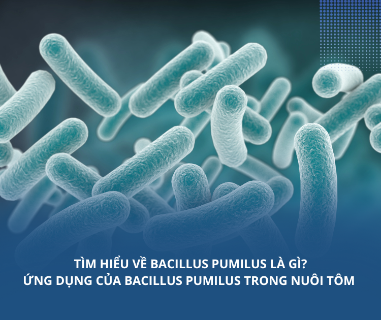 Ứng dụng của Bacillus Pumilus trong nuôi tôm