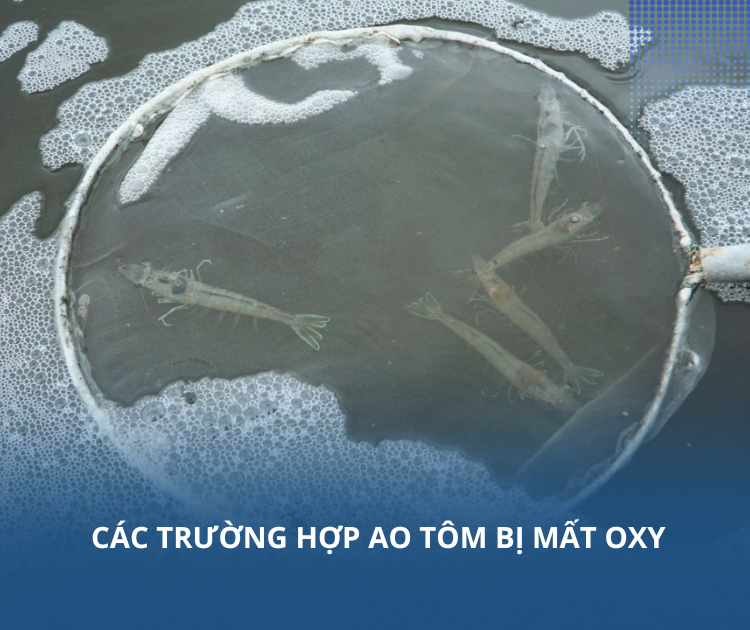 Các trường hợp ao tôm bị mất oxy