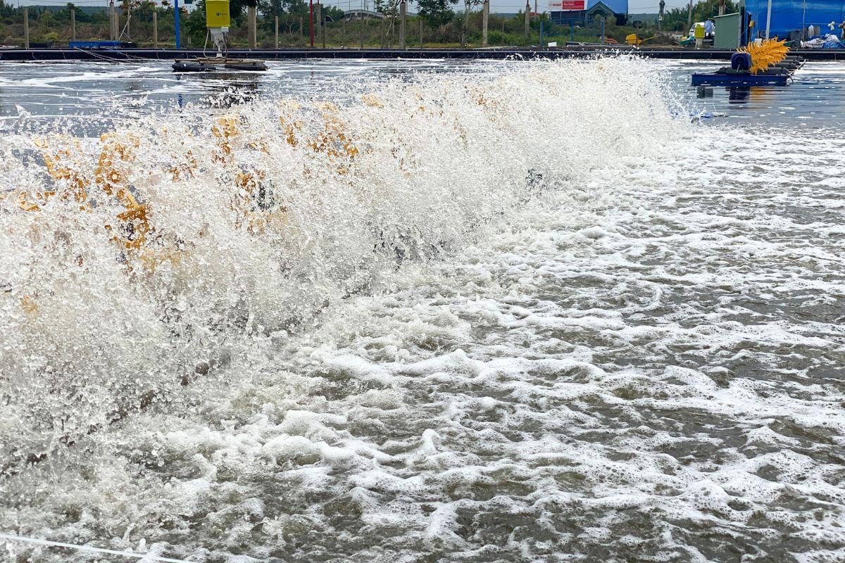 Các trường hợp ao tôm bị mất oxy: Quá trình quang hợp tảo bị gián đoạn